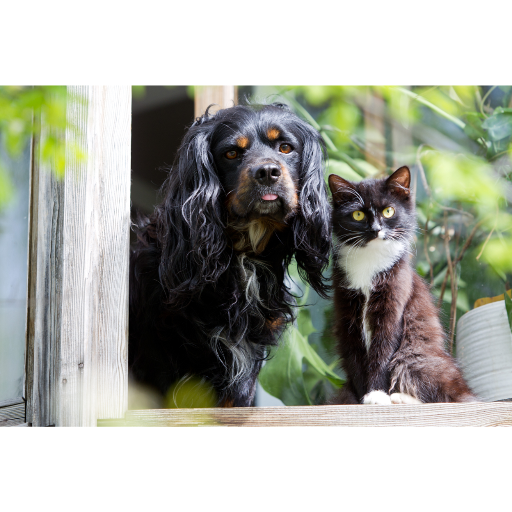 Why you don't need to be firmer with your pet