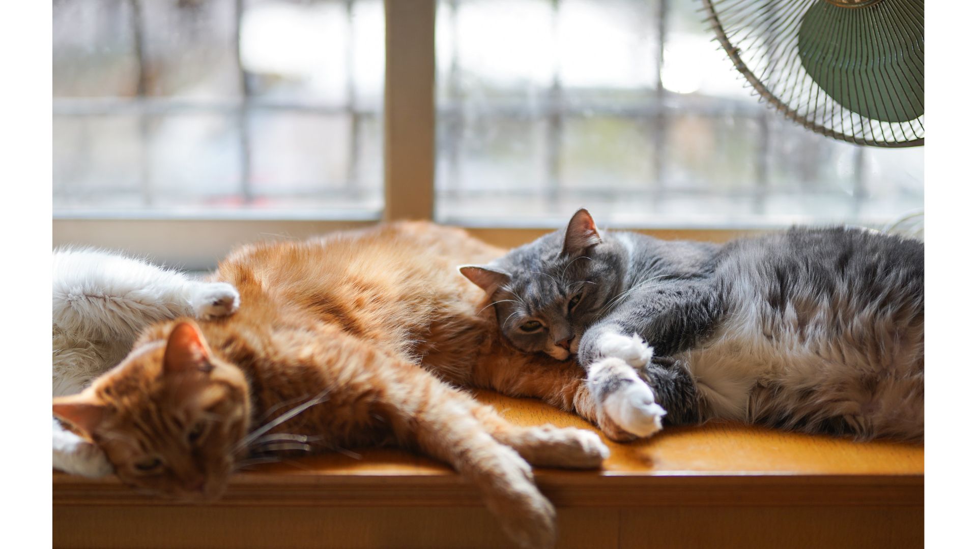 How to help your cats live together in harmony