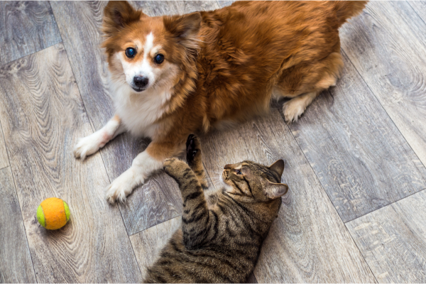 Dog and Cat Enrichment