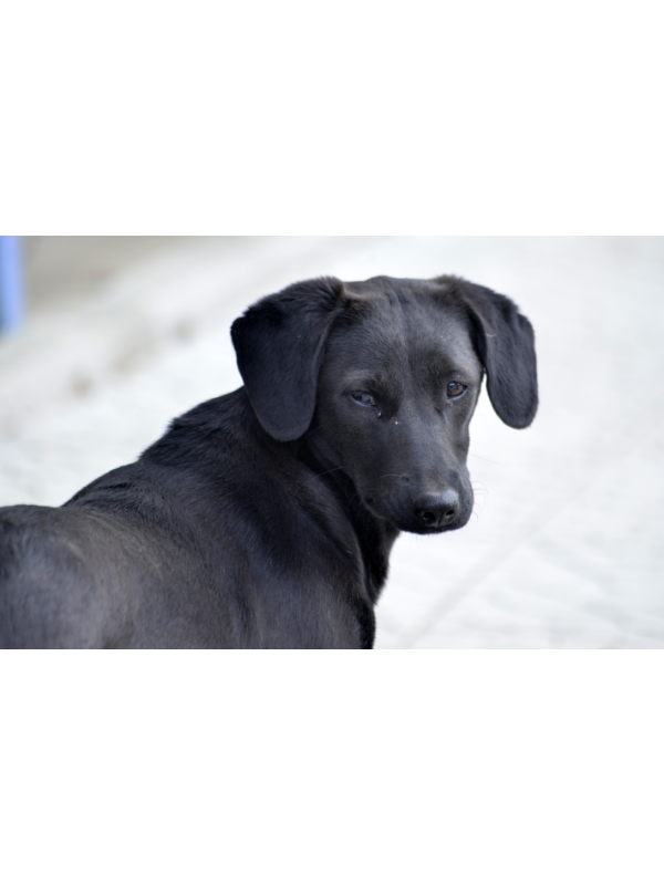 Overseas rescue dog behaviour